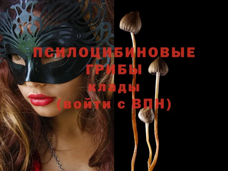 Галлюциногенные грибы Psilocybe  blacksprut онион  Бежецк 